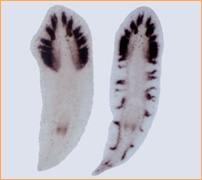 ndk遺伝子をノックダウンしたプラナリア（右）脳（紫色に染まっているところ）が体中にできている。左は正常なプラナリア。