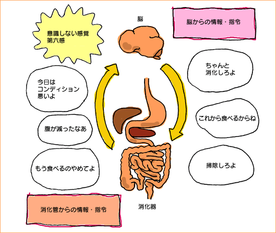 脳と消化管の連携