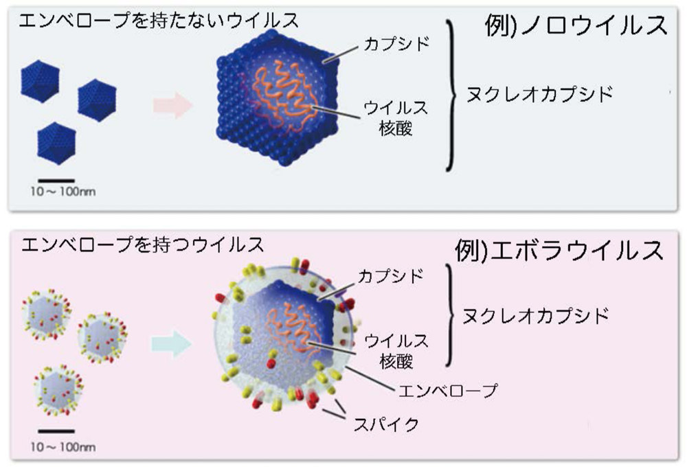 ウイルス エボラ コンゴのエボラついに終息へ、決め手はワクチン接種