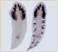 ndk遺伝子をノックダウンしたプラナリア(右)脳(紫色に染まっているところ)が体中にできている。左は正常なプラナリア。