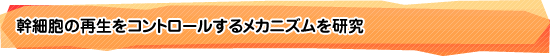 幹細胞の再生をコントロールするメカニズムを研究