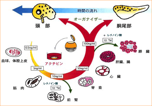 アクチビン処理により形成される組織と器官