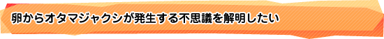 卵からオタマジャクシが発生する不思議を解明したい