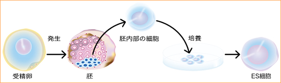 受精卵からES細胞をつくる