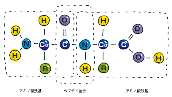 アミノ酸残基・ペプチド結合