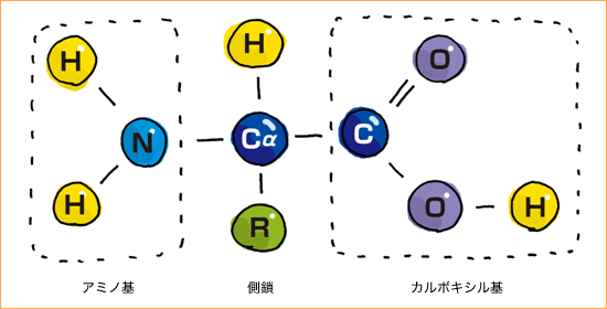 アミノ基・側鎖・カルボキシル基