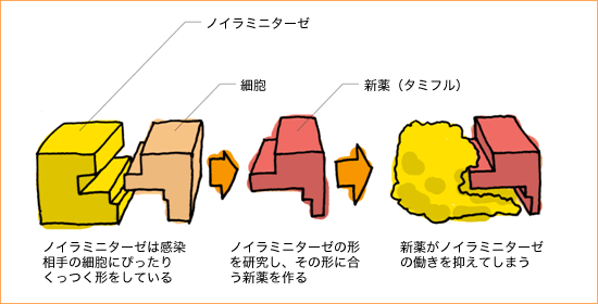 ノイラミニターゼ