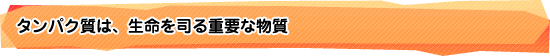 タンパク質は、生命を司る重要な物質