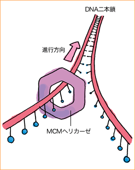 MCMヘリカーゼ