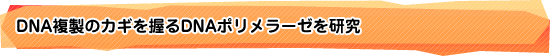 DNA複製のカギを握るDNAポリメラーゼを研究