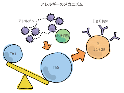 アレルギーのメカニズム