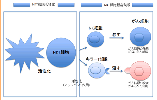 NKT細胞