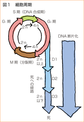 図１　細胞周期