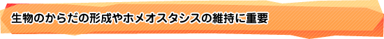 生物のからだの形成やホメオスタシスの維持に重要