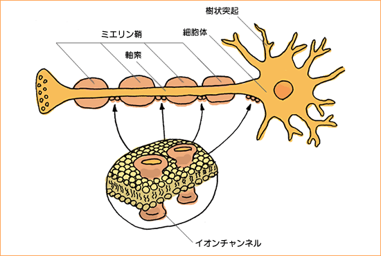 ニューロン