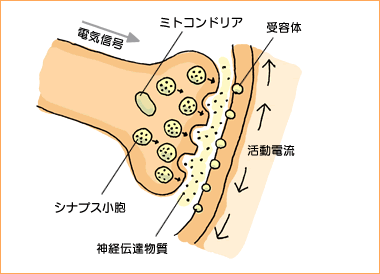 ニューロン