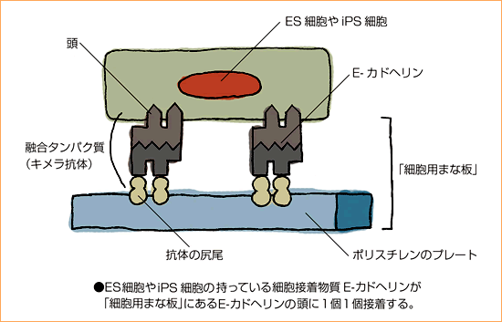 細胞用まな板