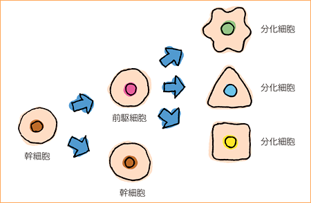 脱分化