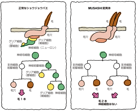 正常なショウジョウバエとMUSASHI変異体