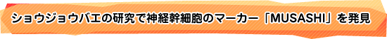ショウジョウバエの研究で神経幹細胞のマーカー「MUSASHI」を発見