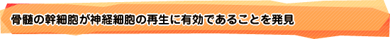 骨髄の幹細胞が神経細胞の再生に有効であることを発見