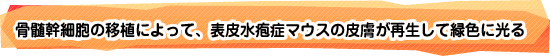 骨髄幹細胞の移植によって、表皮水疱症マウスの皮膚が再生して緑色に光る