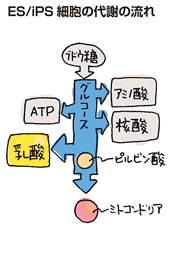 ES/iPS細胞の代謝の流れ