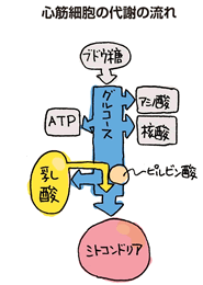 心筋細胞の代謝の流れ