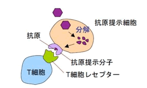 T細胞はＴ細胞レセプターを通じて抗原を認識する