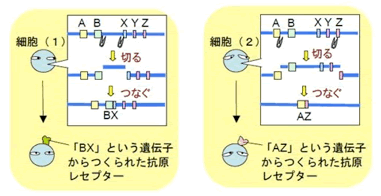 細胞ごとに異なるレセプターをつくるメカニズム