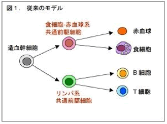 第25回 フクロウ博士の森の教室 シリーズ1 生命科学の基本と再生医療 中高生と いのちの不思議 を考える 生命科学dokidoki研究室