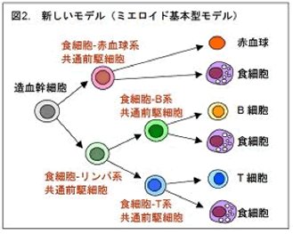 図2.新しいモデル（ミエロイド基本型モデル）