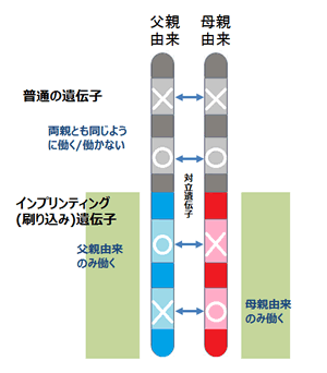 マン は と アンジェル 症候群