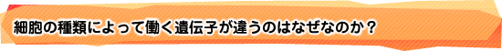 細胞の種類によって働く遺伝子が違うのはなぜなのか？