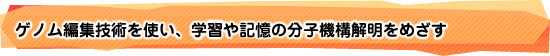 ゲノム編集技術を使い、学習や記憶の分子機構解明をめざす