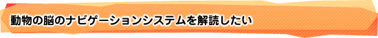 動物の脳のナビゲーションシステムを解読したい