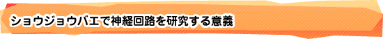 ショウジョウバエで神経回路を研究する意義