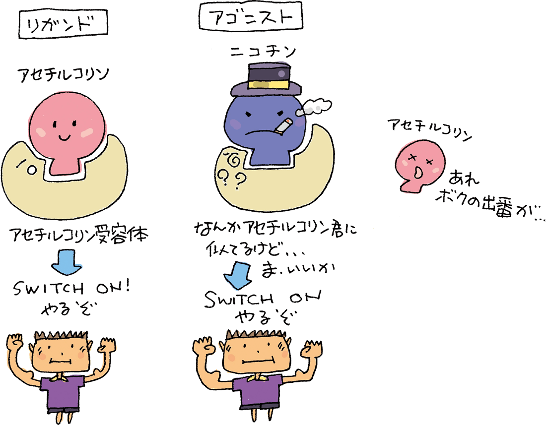 アセチルコリン