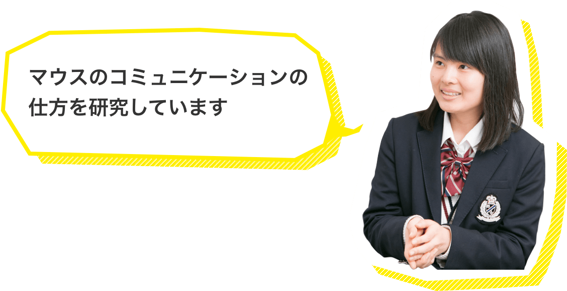 マウスのコミュニケーションの仕方を研究しています