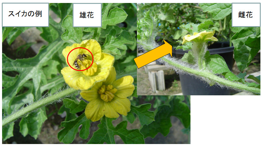 第4回 中高校生が第一線の研究者を訪問 これから研究の話をしよう 中高生と いのちの不思議 を考える 生命科学dokidoki研究室