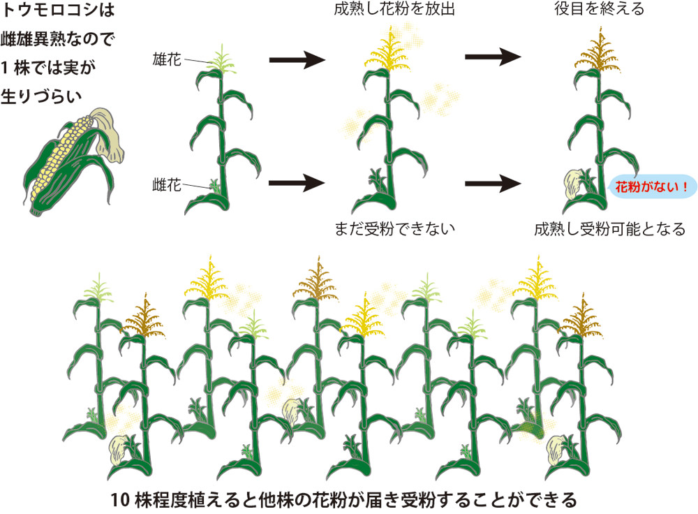 第4回 中高校生が第一線の研究者を訪問 これから研究の話をしよう 中高生と いのちの不思議 を考える 生命科学dokidoki研究室