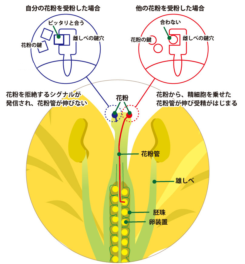 第4回 中高校生が第一線の研究者を訪問 これから研究の話をしよう 中高生と いのちの不思議 を考える 生命科学dokidoki研究室