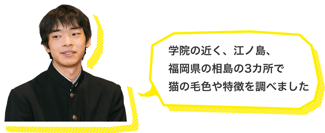 学院の近く、江ノ島、福岡県の相島の3カ所で猫の毛色や特徴を調べました