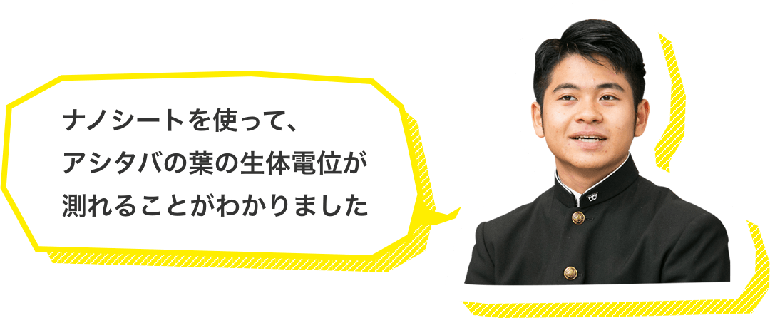 ナノシートを使って、アシタバの葉の生体電位が測れることがわかりました