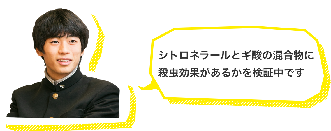 シトロネラールとギ酸の混合物に殺虫効果があるかを検証中です