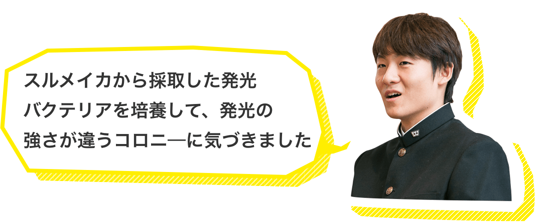 スルメイカから採取した発光バクテリアを培養して、発光の強さが違うコロニ―に気づきました