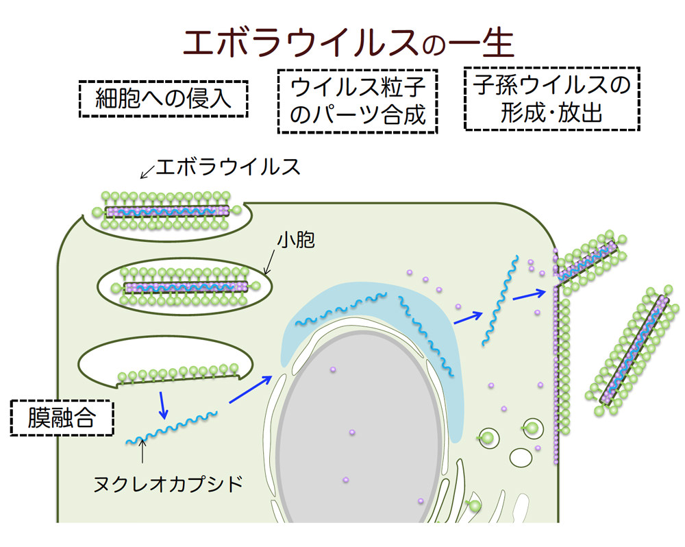 第9回 中高校生が第一線の研究者を訪問 これから研究の話をしよう 中高生と いのちの不思議 を考える 生命科学dokidoki研究室