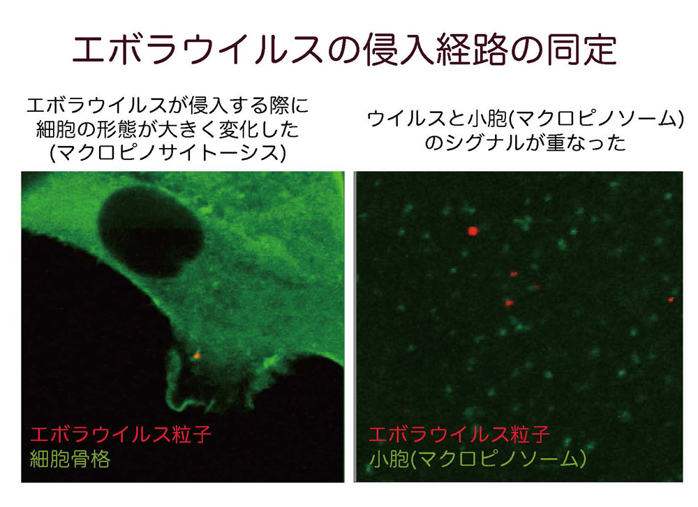 第9回 中高校生が第一線の研究者を訪問 これから研究の話をしよう 中高生と いのちの不思議 を考える 生命科学dokidoki研究室