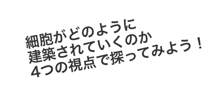 細胞がどのように建築されていくのか4つの視点で探ってみよう！