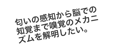 匂いの感知から脳での知覚まで嗅覚のメカニズムを解明したい。